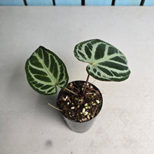 Load image into Gallery viewer, #i57 Anthurium Dark Crystallinum x Forgetii