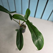 Load image into Gallery viewer, #B42 Philodendron Bette Waterbury / 69686