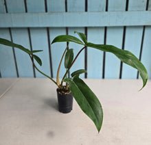 Load image into Gallery viewer, #B42 Philodendron Bette Waterbury / 69686
