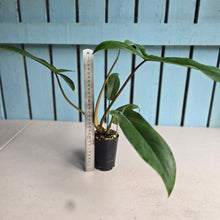 Load image into Gallery viewer, #B42 Philodendron Bette Waterbury / 69686