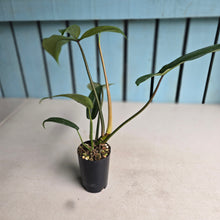 Load image into Gallery viewer, #B42 Philodendron Bette Waterbury / 69686