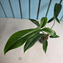 Load image into Gallery viewer, #G33 Philodendron Bette Waterbury / 69686