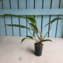 Load image into Gallery viewer, #G33 Philodendron Bette Waterbury / 69686