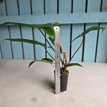 Load image into Gallery viewer, #G33 Philodendron Bette Waterbury / 69686
