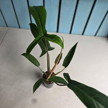 Load image into Gallery viewer, #G33 Philodendron Bette Waterbury / 69686