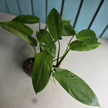 Load image into Gallery viewer, #20 Two x Headed Philodendron Tripartitum