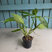 Load image into Gallery viewer, #20 Two x Headed Philodendron Tripartitum