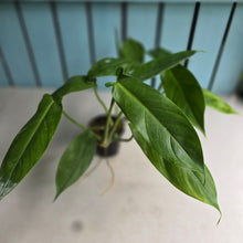 Load image into Gallery viewer, #20 Two x Headed Philodendron Tripartitum
