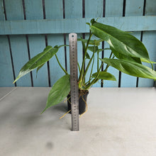 Load image into Gallery viewer, #20 Two x Headed Philodendron Tripartitum