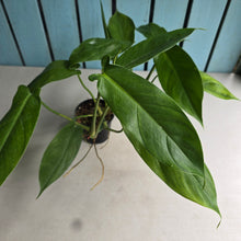 Load image into Gallery viewer, #20 Two x Headed Philodendron Tripartitum
