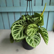 Load image into Gallery viewer, #FR1 Huge Multi-headed Anthurium Silver Blush