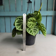 Load image into Gallery viewer, #FR1 Huge Multi-headed Anthurium Silver Blush