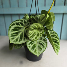 Load image into Gallery viewer, #FR1 Huge Multi-headed Anthurium Silver Blush
