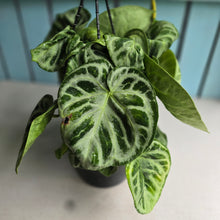 Load image into Gallery viewer, #FR1 Huge Multi-headed Anthurium Silver Blush