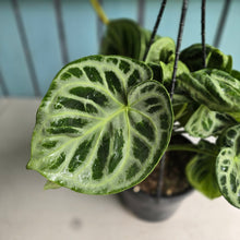 Load image into Gallery viewer, #FR1 Huge Multi-headed Anthurium Silver Blush