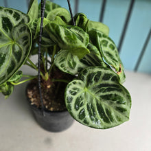 Load image into Gallery viewer, #FR1 Huge Multi-headed Anthurium Silver Blush