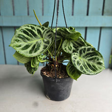 Load image into Gallery viewer, #FR1 Huge Multi-headed Anthurium Silver Blush