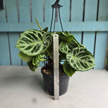 Load image into Gallery viewer, #FR1 Huge Multi-headed Anthurium Silver Blush