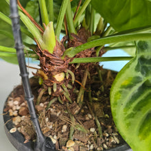 Load image into Gallery viewer, #FR1 Huge Multi-headed Anthurium Silver Blush