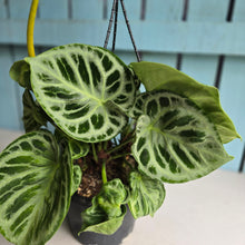 Load image into Gallery viewer, #FR1 Huge Multi-headed Anthurium Silver Blush