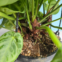 Load image into Gallery viewer, #FR1 Huge Multi-headed Anthurium Silver Blush