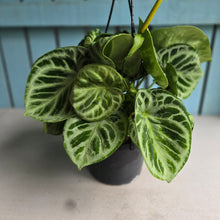 Load image into Gallery viewer, #FR1 Huge Multi-headed Anthurium Silver Blush