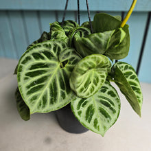 Load image into Gallery viewer, #FR1 Huge Multi-headed Anthurium Silver Blush