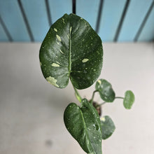 Load image into Gallery viewer, #W60 Monstera Thai Constellation