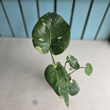 Load image into Gallery viewer, #W60 Monstera Thai Constellation