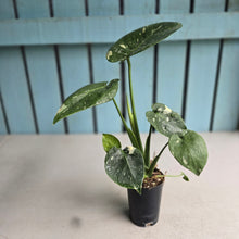 Load image into Gallery viewer, #W60 Monstera Thai Constellation