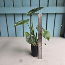 Load image into Gallery viewer, #W60 Monstera Thai Constellation