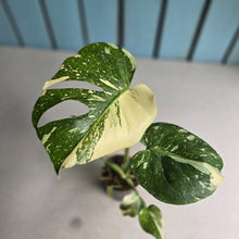 Load image into Gallery viewer, #B3 Monstera Thai Constellation