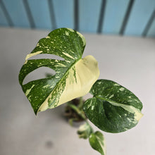 Load image into Gallery viewer, #B3 Monstera Thai Constellation