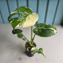 Load image into Gallery viewer, #B3 Monstera Thai Constellation