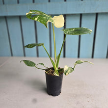 Load image into Gallery viewer, #B3 Monstera Thai Constellation