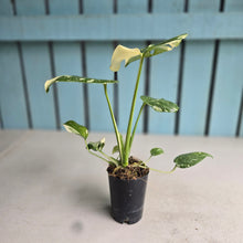 Load image into Gallery viewer, #B3 Monstera Thai Constellation