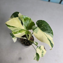 Load image into Gallery viewer, #220 Monstera Thai Constellation