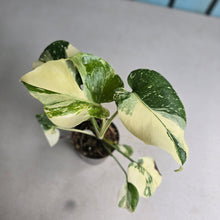 Load image into Gallery viewer, #220 Monstera Thai Constellation