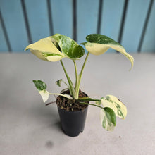 Load image into Gallery viewer, #220 Monstera Thai Constellation