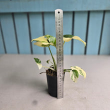 Load image into Gallery viewer, #220 Monstera Thai Constellation