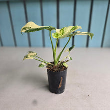 Load image into Gallery viewer, #220 Monstera Thai Constellation