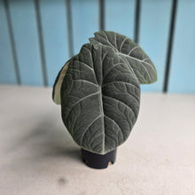 Load image into Gallery viewer, #L43 Alocasia Maharani