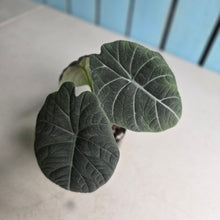 Load image into Gallery viewer, #L43 Alocasia Maharani