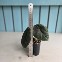Load image into Gallery viewer, #L43 Alocasia Maharani