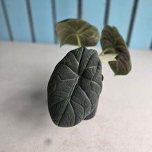 Load image into Gallery viewer, #L43 Alocasia Maharani