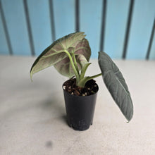 Load image into Gallery viewer, #L43 Alocasia Maharani
