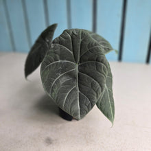 Load image into Gallery viewer, #W40 Alocasia Maharani