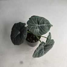 Load image into Gallery viewer, #W40 Alocasia Maharani