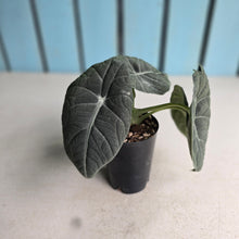Load image into Gallery viewer, #W40 Alocasia Maharani