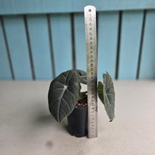 Load image into Gallery viewer, #W40 Alocasia Maharani